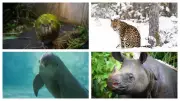 Heartbreaking Stories of Animals with Fewer Than 100 Left on Earth