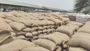 Heat Reduces Wheat Bag Weight in Fazilka Grain Markets Due to Moisture Loss
