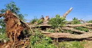 Heavy Rain and Gusty Winds Devastate Farms in Karnataka's Tumakuru