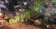 Heavy Rain Lashes Bengaluru, Uproots Over 50 Trees