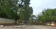 Heavy Rains, Gusty Winds Uproot Electricity Poles, Trees in Chikkamagaluru