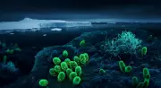 Hidden Microbial Ecosystem Discovered Under Antarctica's Ross Ice Shelf