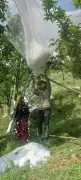 Himachal Apple Belt in Shimla Hit Hard by Early Hailstorms