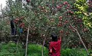 Himachal CM directs HPMC to complete apple procurement preparations
