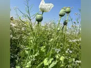 Himachal STF Destroys 1.38 Lakh Opium Plants in Mandi District