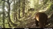 Himalayan Brown Bear Spotted in Chamba Sanctuary After 50 Years