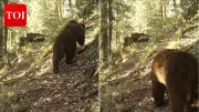 Himalayan Brown Bear Spotted in Chamba Sanctuary for First Time Since 1974