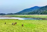 Hirakud Reservoir Shoreline Transformed Into Rich Meadow Boosts Wildlife