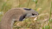 Hognose Snake's Dramatic Defence: Playing Dead to Survive