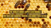 Honey Crisis: Climate Change Disrupts Flower-Bee Cycle and Nectar Quality