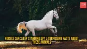 Horses Can Sleep Standing Up? 5 Surprising Facts About These Animals