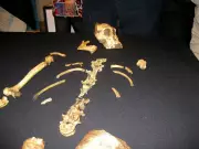 How a 9-Year-Old Boy’s Discovery Redefined Human Evolution
