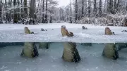 How Alligators Survive Freezing Winters with Icing Behavior