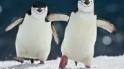 How Chinstrap Penguins, Frigatebirds, and Elephant Seals Mastered Sleep in Extreme Conditions