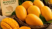 How Gujarat's Kesar Mangoes Became a Seasonal Sensation in London