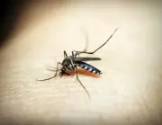 How Malaria Shaped Human Migration and Genetics for 74,000 Years