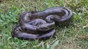 How Many Babies Can an Anaconda Deliver at Once? The Answer Is Shocking
