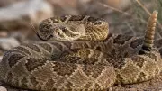 How Snakes Survive Months Without Food Through Unique Adaptations