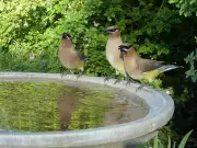 How to Clean a Birdbath Safely with Vinegar and Avoid Common Mistakes