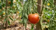 How to Diagnose and Fix Curling Tomato Leaves in Your Garden