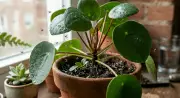 How to Get Rid of Fungus Gnats in Houseplants: A 7-Day Plan