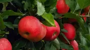 How to Grow Apple Plant in a Pot: Step-by-Step Guide for Beginners