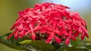 How to Grow Butterfly-Friendly Native Plants in Indian City Home Gardens
