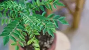 How to Grow Curry Leaves Successfully Without Killing the Plant