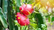 How to Grow Dragon Fruit in Your Garden: A Step-by-Step Guide for Beginners