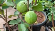 How to Grow Guava Plant in a Pot on Your Balcony: Step-by-Step Guide