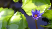 How to Grow Lotus on Your Terrace or Balcony: A Beginner's Step-by-Step Guide
