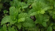 How to Grow Mint Endlessly from Kitchen Scraps: Step-by-Step Guide