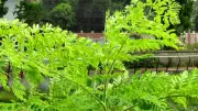 How to Grow Moringa Tree at Home: Simple Step-by-Step Guide for Beginners