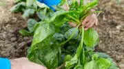 How to Grow Spinach at Home Faster: Simple Step-by-Step Guide for Beginners