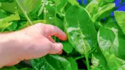 How to Grow Spinach Year-Round in Small Spaces: Expert Tips for Balcony Gardens