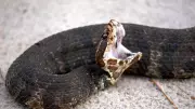 How to Identify a Cottonmouth: Key Features of the Venomous Water Moccasin