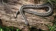 How to Identify an Adder Snake: Simple Tips for Nature Lovers