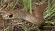 How to Identify an Eastern Brown Snake: A Comprehensive Safety Guide