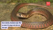 How to Identify Keelback Snakes: Unique Features and Habitats Explained