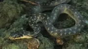 How to Identify the St Lucia Racer: One of the World's Rarest Snakes