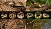 How to Identify Venomous vs Non-Venomous Snakes: A Safety Guide