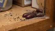 How to Spot Cockroach Eggs at Home: Key Signs and Common Hiding Spots