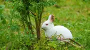 How to Spot Pain in Rabbits: 6 Hidden Signs Every Owner Must Know