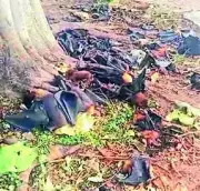 Hundreds of bats dying daily in Chhattisgarh as heatwave grips region