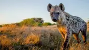 Hyenas Are Biologically Closer to Cats Than Dogs, Despite Dog-Like Appearance