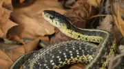 Identifying Garter Snakes: Stripes, Colors, and Key Features