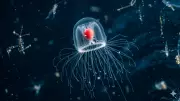 Immortal Jellyfish: The Creature That Defies Ageing by Reversing Its Life Cycle