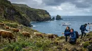 Inbred Cows on Remote Island Thrived Against All Odds, Study Finds