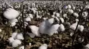 India Exempts Customs Duty on Cotton Imports for Five Months