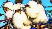 India exempts duty on cotton imports for five months to cool prices